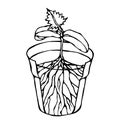 Flower Pot with Soil. Seed, Sprout with three leaves and Root. Flowerpot for Sprouting Plant. Seedling. Phases of Growth of a Plan