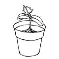 Flower Pot with Soil. Seed, Sprout with three leaves and Root. Flowerpot for Sprouting Plant. Seedling. Phases of Growth of a Plan