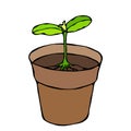 Flower Pot with Soil. Seed, Sprout with two leaves and Root. Flowerpot for Sprouting Plant. Seedling. Phases of Growth of a Plant.