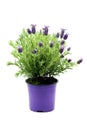 Flower pot of Spanish lavender Lavandula stoechas on white iso