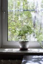 A flower in a pot stands on the windowsill of a closed PVC window with a mosquito net, on a blurred background a tree in the Royalty Free Stock Photo