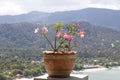 Flower pot on a stone stand with sea view on the island Koh Phangan, Thailand Royalty Free Stock Photo