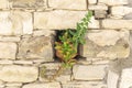 Flower pot with succulent in old yellow stone wall niche.Green potted plant Royalty Free Stock Photo