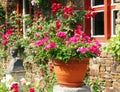 Flower pot in sunny garden Royalty Free Stock Photo