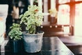 Flower pot on the table.