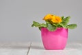 Flower pot on table with copyspace Royalty Free Stock Photo