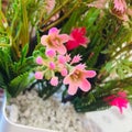 Flower Pot on tea Table in my friends house