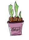 Flower pot with tulip bulbs. Growing flowers on the windowsill. First spring flowers. Royalty Free Stock Photo