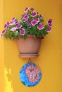 Flower pot on the wall, Venice, Italy Royalty Free Stock Photo