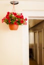 Flower Pot on the Wall