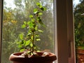 A flower pot with walnuts in a window Royalty Free Stock Photo