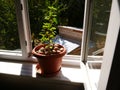A flower pot with walnuts in a window Royalty Free Stock Photo