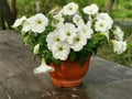 A flower pot with a white petunia on a brown wooden table in the park on Elagin Island in St. Petersburg Royalty Free Stock Photo