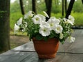 A flower pot with a white petunia on a brown wooden table in the park on Elagin Island in St. Petersburg Royalty Free Stock Photo