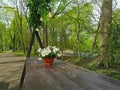 A flower pot with a white petunia on a brown wooden table in the park on Elagin Island in St. Petersburg Royalty Free Stock Photo