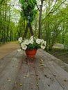 A flower pot with a white petunia on a brown wooden table in the park on Elagin Island in St. Petersburg Royalty Free Stock Photo