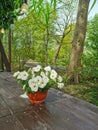 A flower pot with a white petunia on a brown wooden table in the park on Elagin Island in St. Petersburg Royalty Free Stock Photo