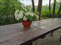 A flower pot with a white petunia on a brown wooden table in the park on Elagin Island in St. Petersburg Royalty Free Stock Photo