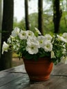 A flower pot with a white petunia on a brown wooden table in the park on Elagin Island in St. Petersburg Royalty Free Stock Photo