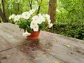 A flower pot with a white petunia on a brown wooden table in the park on Elagin Island in St. Petersburg Royalty Free Stock Photo