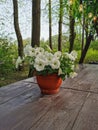 A flower pot with a white petunia on a brown wooden table in the park on Elagin Island in St. Petersburg Royalty Free Stock Photo