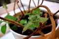 Flower in a pot on the windowsill