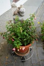 A flower pot with winter-hardy fuchsias in the garden. Fuxia, lat. Fuchsia, is a genus of perennial plants of the Cyprus family.