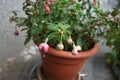 A flower pot with winter-hardy fuchsias in the garden. Fuxia, lat. Fuchsia, is a genus of perennial plants of the Cyprus family.