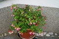 A flower pot with winter-hardy fuchsias in the garden. Fuxia, lat. Fuchsia, is a genus of perennial plants of the Cyprus family.