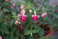 A flower pot with winter-hardy fuchsias in the garden. Fuxia, lat. Fuchsia, is a genus of perennial plants of the Cyprus family.