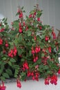 A flower pot with winter-hardy fuchsias in the garden. Fuxia, lat. Fuchsia, is a genus of perennial plants of the Cyprus family.