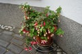 A flower pot with winter-hardy pink-red and pink-white fuchsias in the garden. Fuxia, lat.Fuchsia, is a genus of perennial plants. Royalty Free Stock Photo