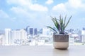 Flower pot on the wooden table at the window of the living room in condominium with city view. urban lifestyle concept with copy Royalty Free Stock Photo