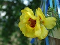 Flower in a pot