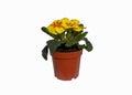 Flower pot with yellow flowers Primula Vulgaris isolated on white background Royalty Free Stock Photo