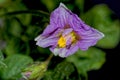 Flower of the Domestic Potato plant Royalty Free Stock Photo
