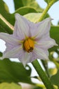 Flower potatoes