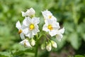 Flower of Poteto. selective focus. Growing potato crops Royalty Free Stock Photo