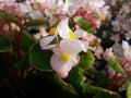 Pink white begonia Royalty Free Stock Photo