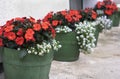 Flower pots Royalty Free Stock Photo