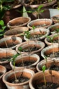 Young flower in there pots Royalty Free Stock Photo