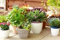 Flower pots Royalty Free Stock Photo