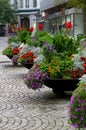 Flower Pots in full bloom Royalty Free Stock Photo
