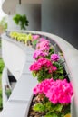 Flower pots with beautiful blooming geranium along balcony railing. Cozy summer balcony with many potted plants Royalty Free Stock Photo