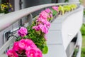 Flower pots with beautiful blooming geranium along balcony railing. Cozy summer balcony with many potted plants Royalty Free Stock Photo