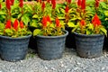 Flower Pots Royalty Free Stock Photo