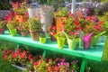 Flower pots with colorful live flowers