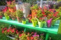 Flower pots with colorful live flowers outdoors