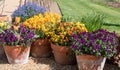 Flower pots filled to overflowing with colourful orange and purple viola flowers. Photographed at RHS Wisley, Surrey UK