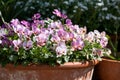 Flower pots filled to overflowing with colourful pink purple viola flowers. Photographed at a garden in Wisley, Surrey UK